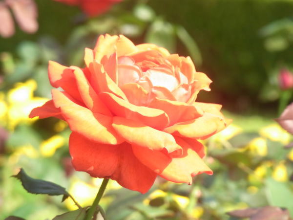 e0153367_10592161.jpg