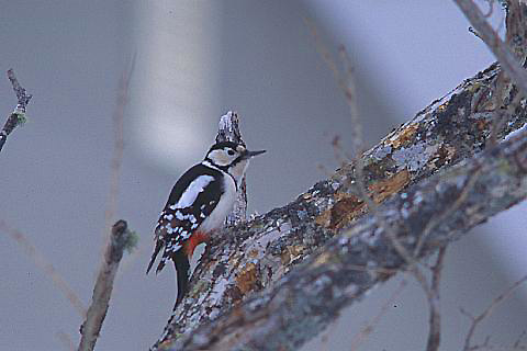 e0000968_21291738.jpg