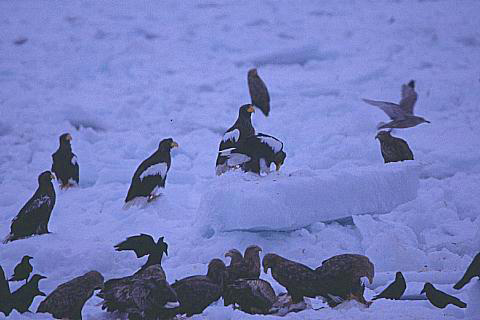 e0000968_21401919.jpg