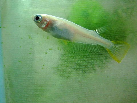 e0045768_20424529.jpg