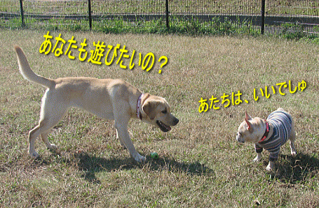 d0152869_20502133.gif
