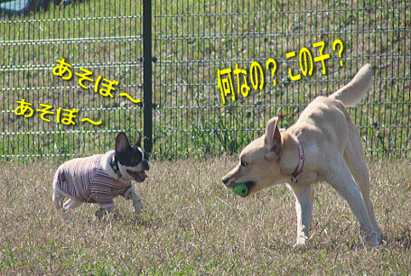 d0152869_2050426.gif