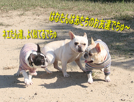 d0152869_20523661.gif