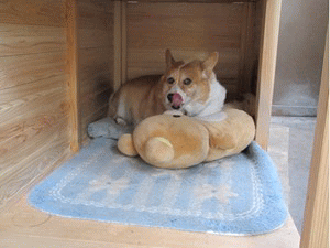 f0003174_10175684.gif