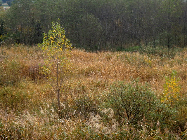 a0007388_1137235.jpg