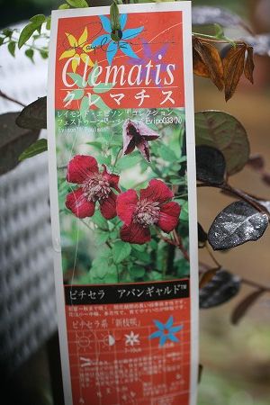 e0082098_15124992.jpg
