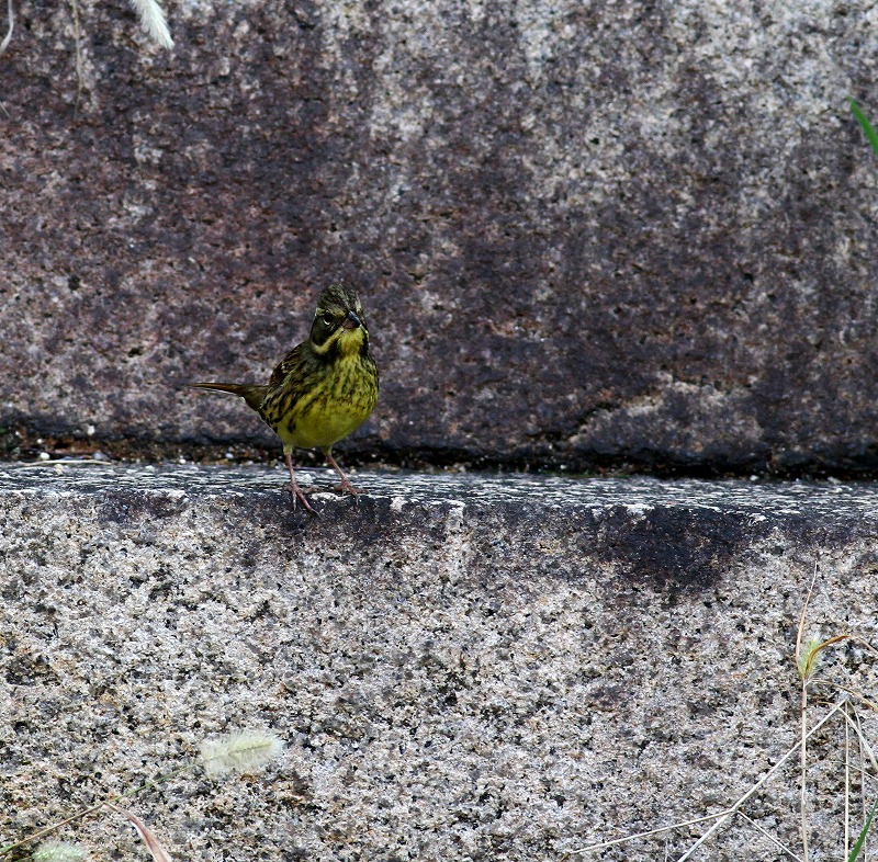 c0213607_20451854.jpg