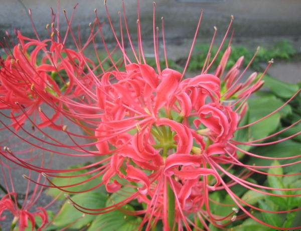 c0148108_1063514.jpg