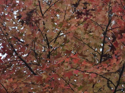 c0178009_1251285.jpg
