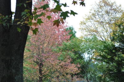 c0178009_12533931.jpg