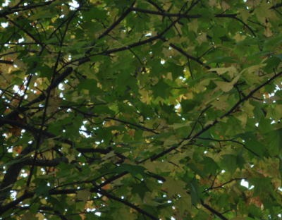c0178009_12545374.jpg