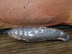 c0190010_20161759.jpg