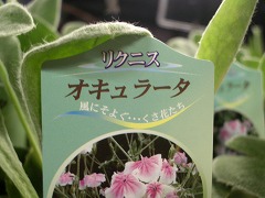 c0190010_20223870.jpg