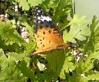 d0024220_1624175.jpg