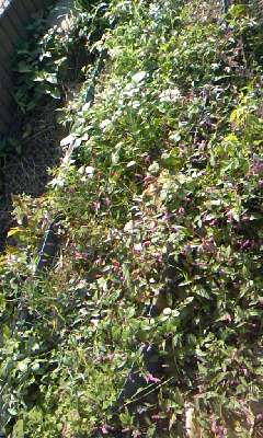 d0024220_16303620.jpg
