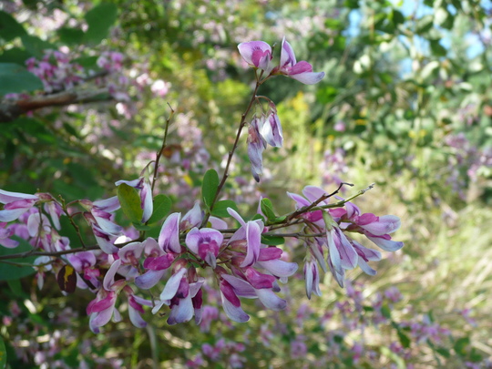 c0009528_2324467.jpg