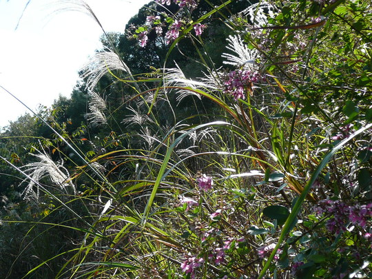 c0009528_233171.jpg