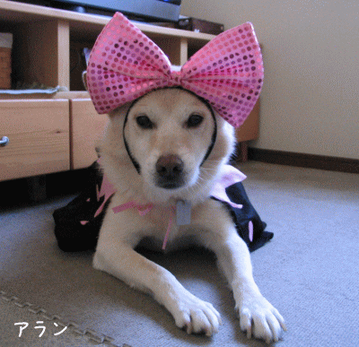 a0166338_19233372.gif