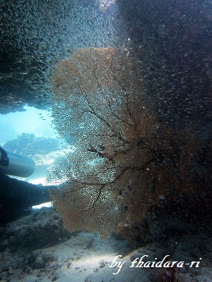 f0176156_17402584.jpg