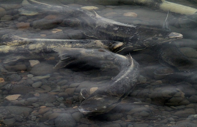 f0000866_65773.jpg