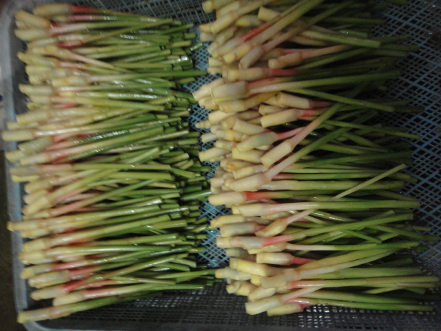 f0137275_3452472.jpg