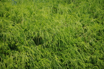 f0054677_6261477.jpg