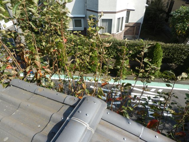 f0130894_21112798.jpg