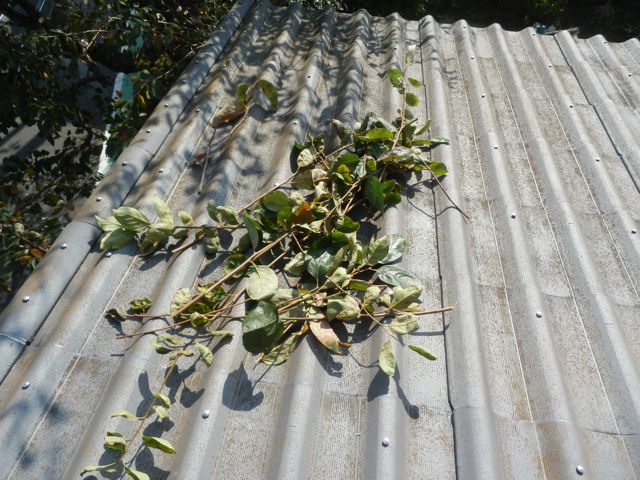 f0130894_21114517.jpg