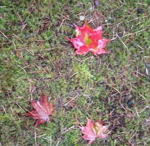f0201297_17505436.jpg