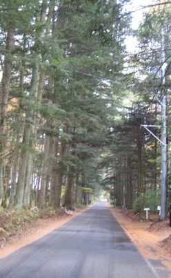 f0201297_1753720.jpg