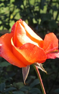 c0074000_1937837.jpg