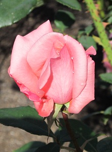 c0074000_1941924.jpg