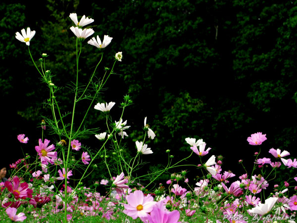 a0154706_20561762.jpg