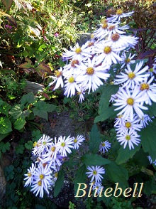 a0192918_209412.jpg