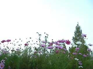 e0107725_0103153.jpg