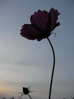 e0107725_0103453.jpg