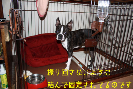 a0190132_23151077.jpg