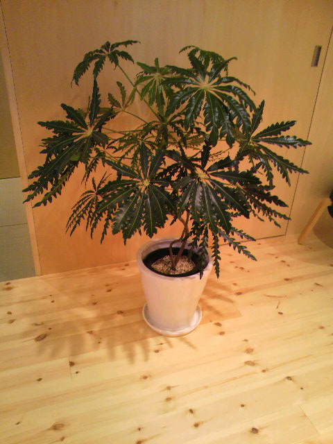 a0212460_16394331.jpg