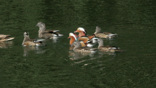 b0120968_12344977.gif