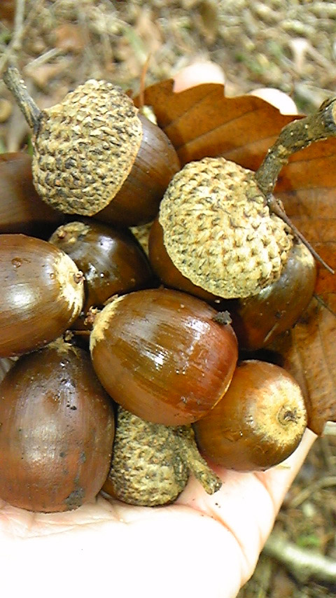 e0118274_21562787.jpg