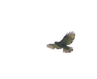 e0197884_1343322.jpg