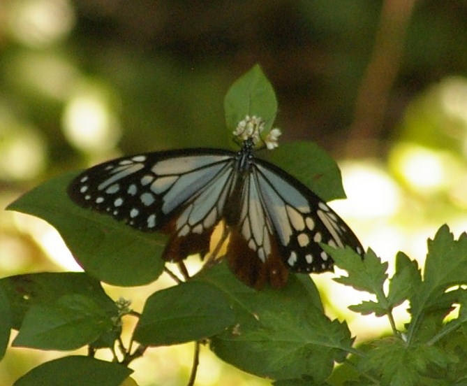 e0197884_2043898.jpg
