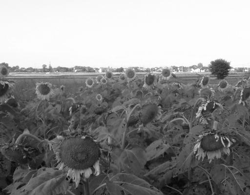 c0097620_19255455.jpg