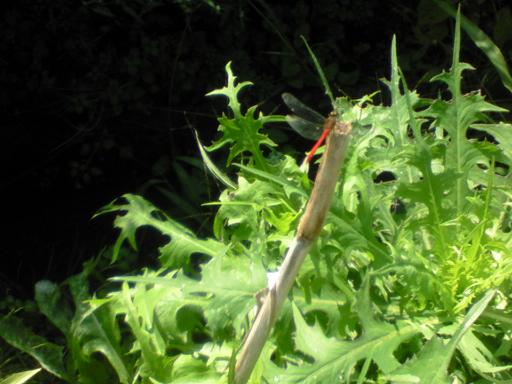 c0097620_19264041.jpg