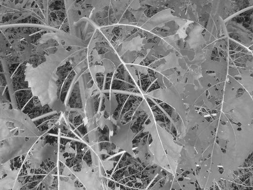 c0097620_192641.jpg
