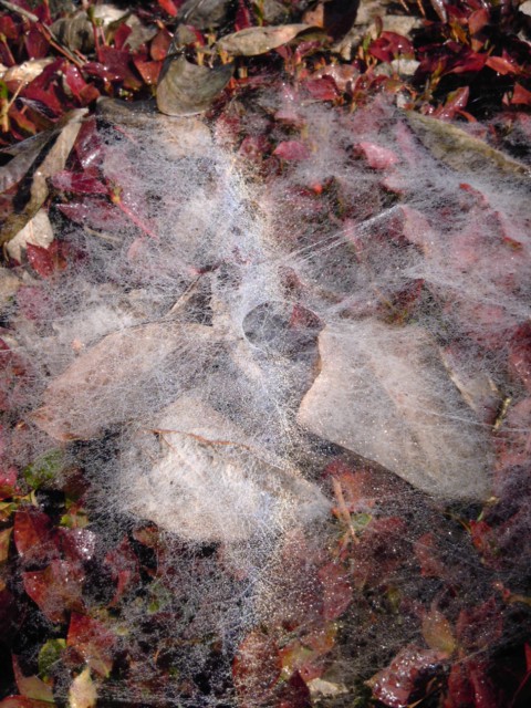 e0067358_188872.jpg