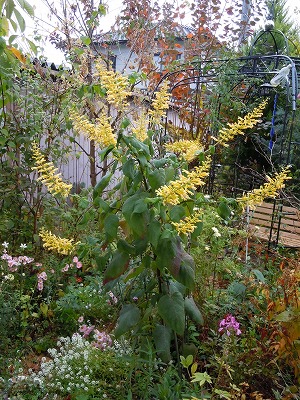 c0117007_2153058.jpg