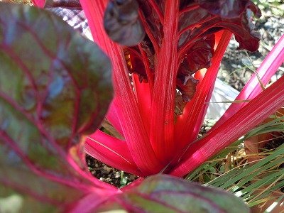 c0117007_2223779.jpg