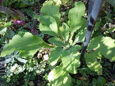 c0117007_2262765.jpg