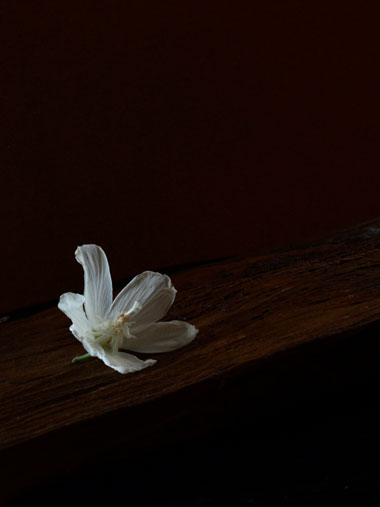 20110920.jpg